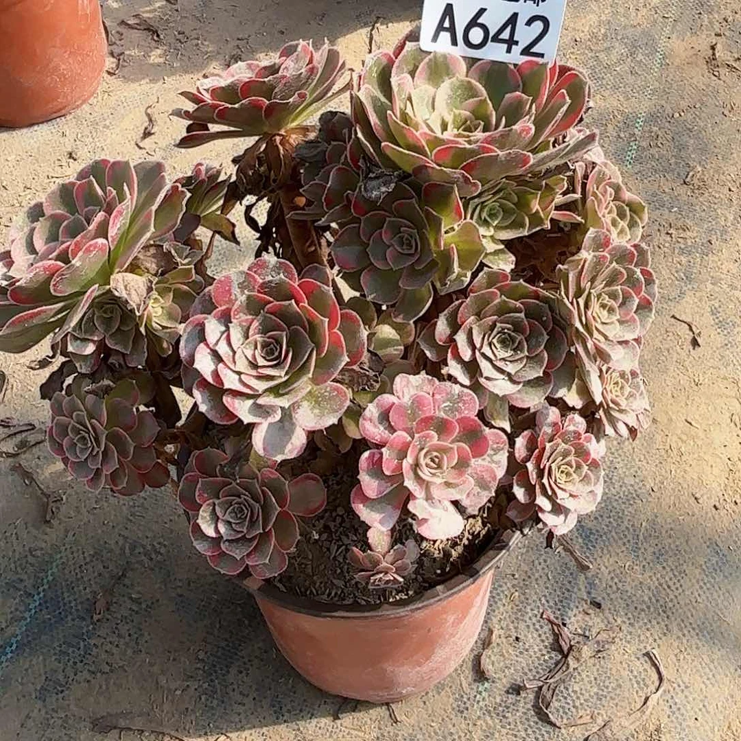 M.    642安娜多肉