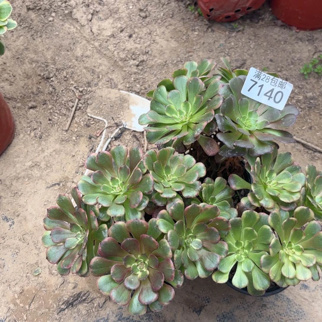 W.  7140黑金刚多肉