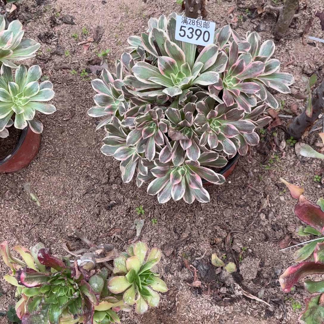 A. 5390浣纱多肉法师(