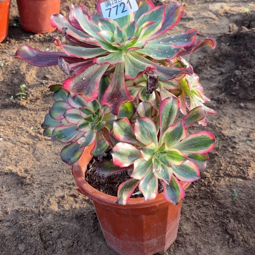 A.    7721魅影多肉