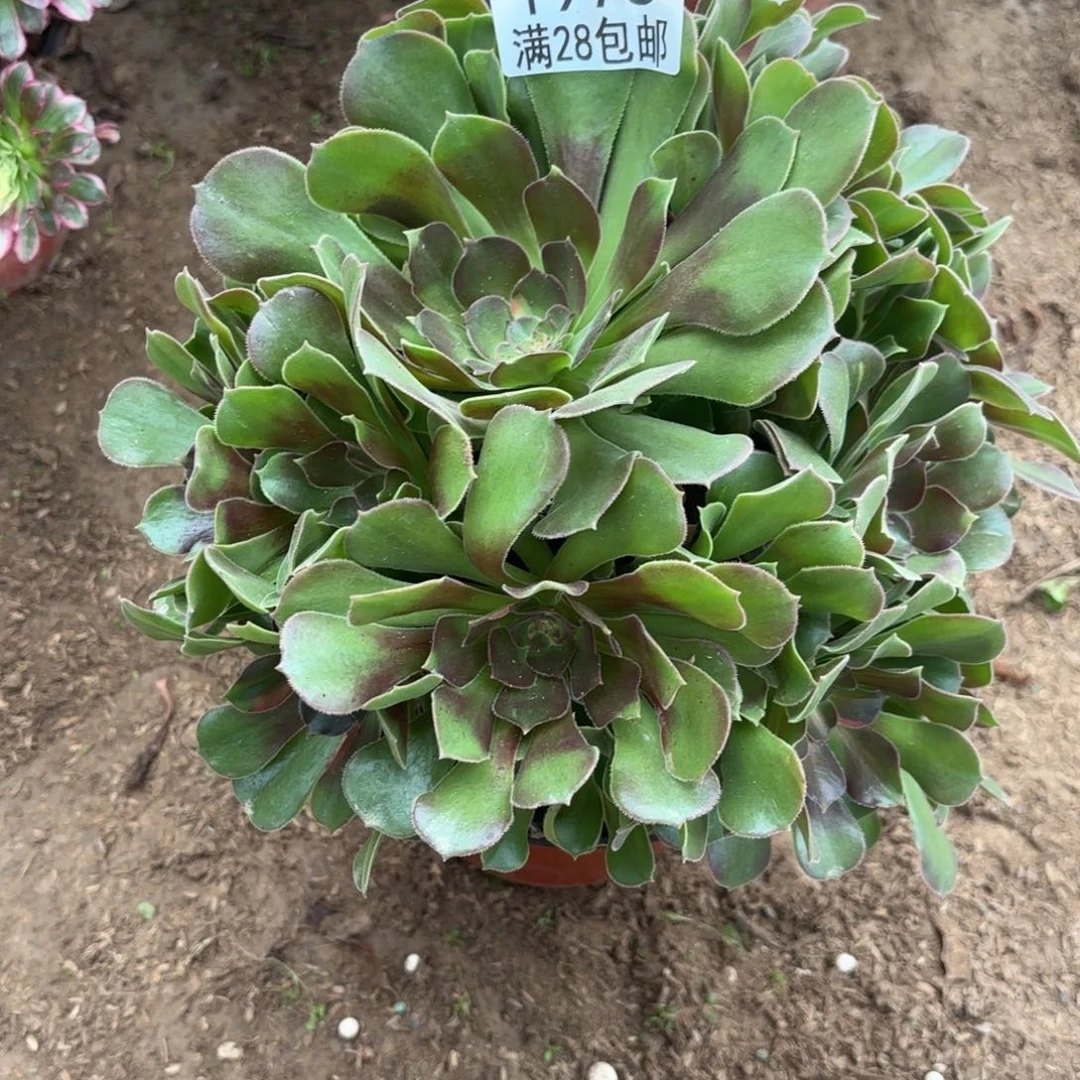 A.   1973少七彩多肉