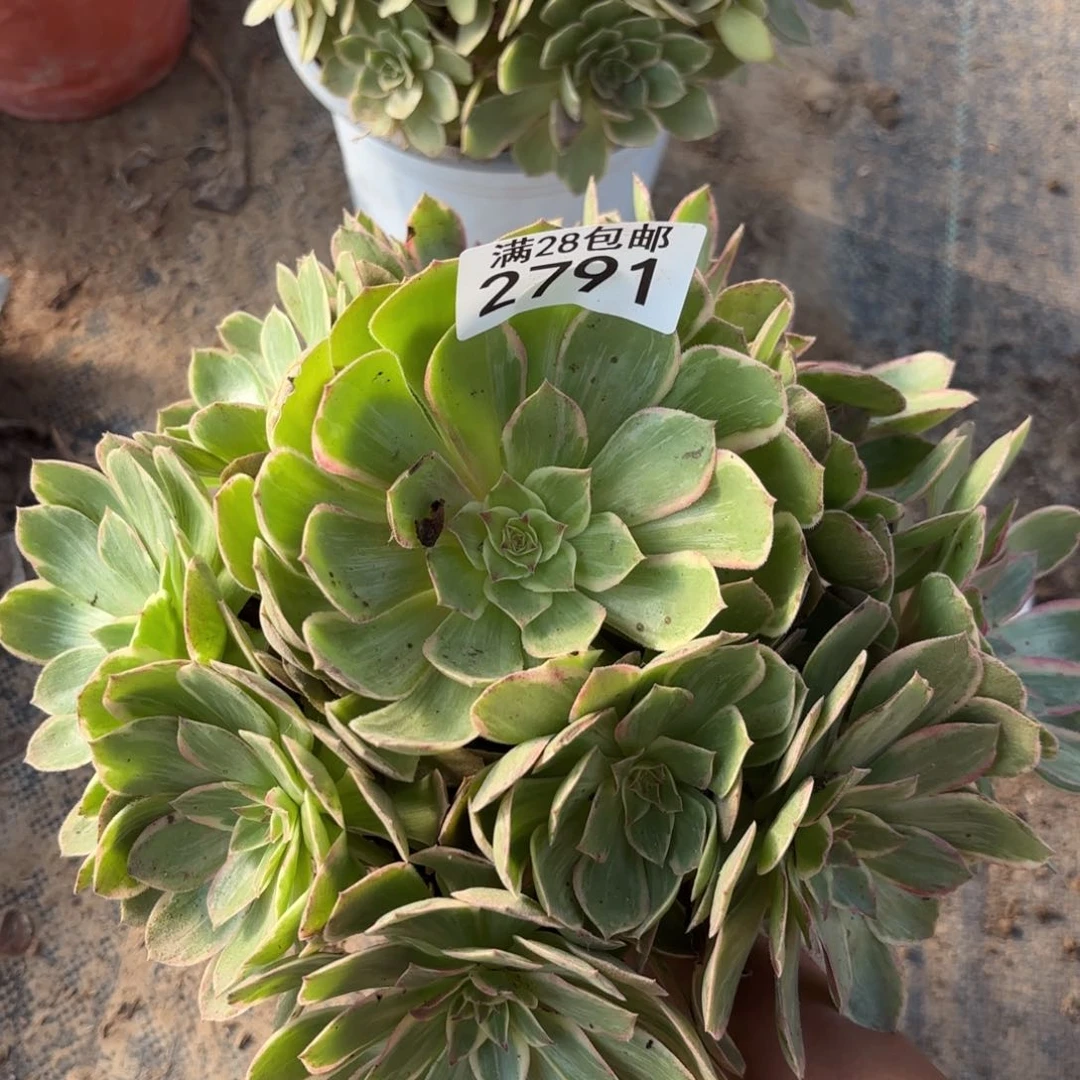 D.  2791莲花座优选多肉