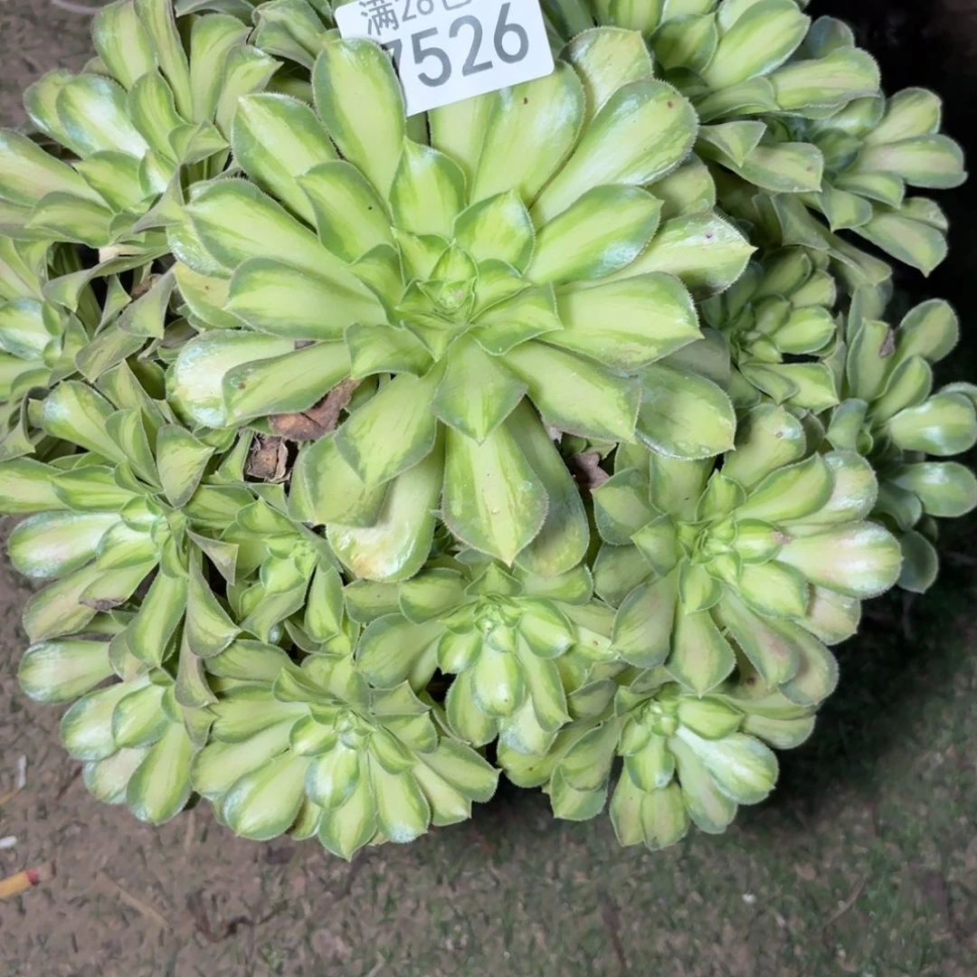 A 7526少华多肉植物