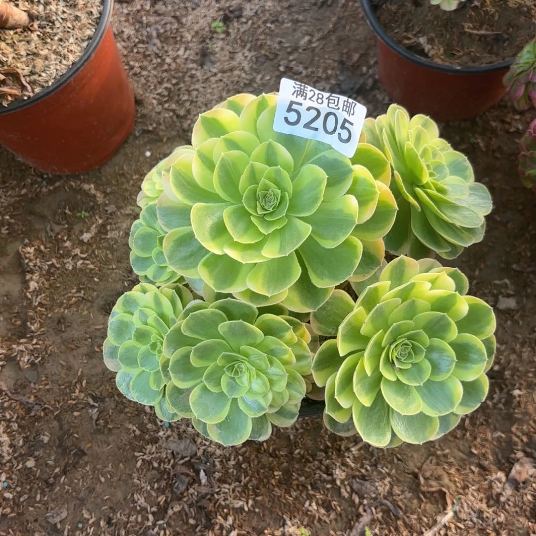 P.   5205奶白多肉