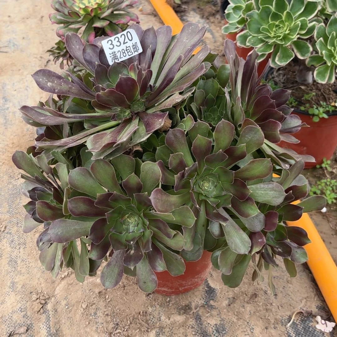 O. 3320少七彩多肉