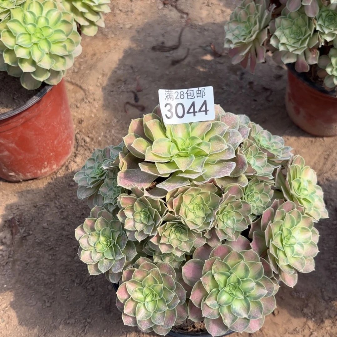 G. 3044少华多肉法师