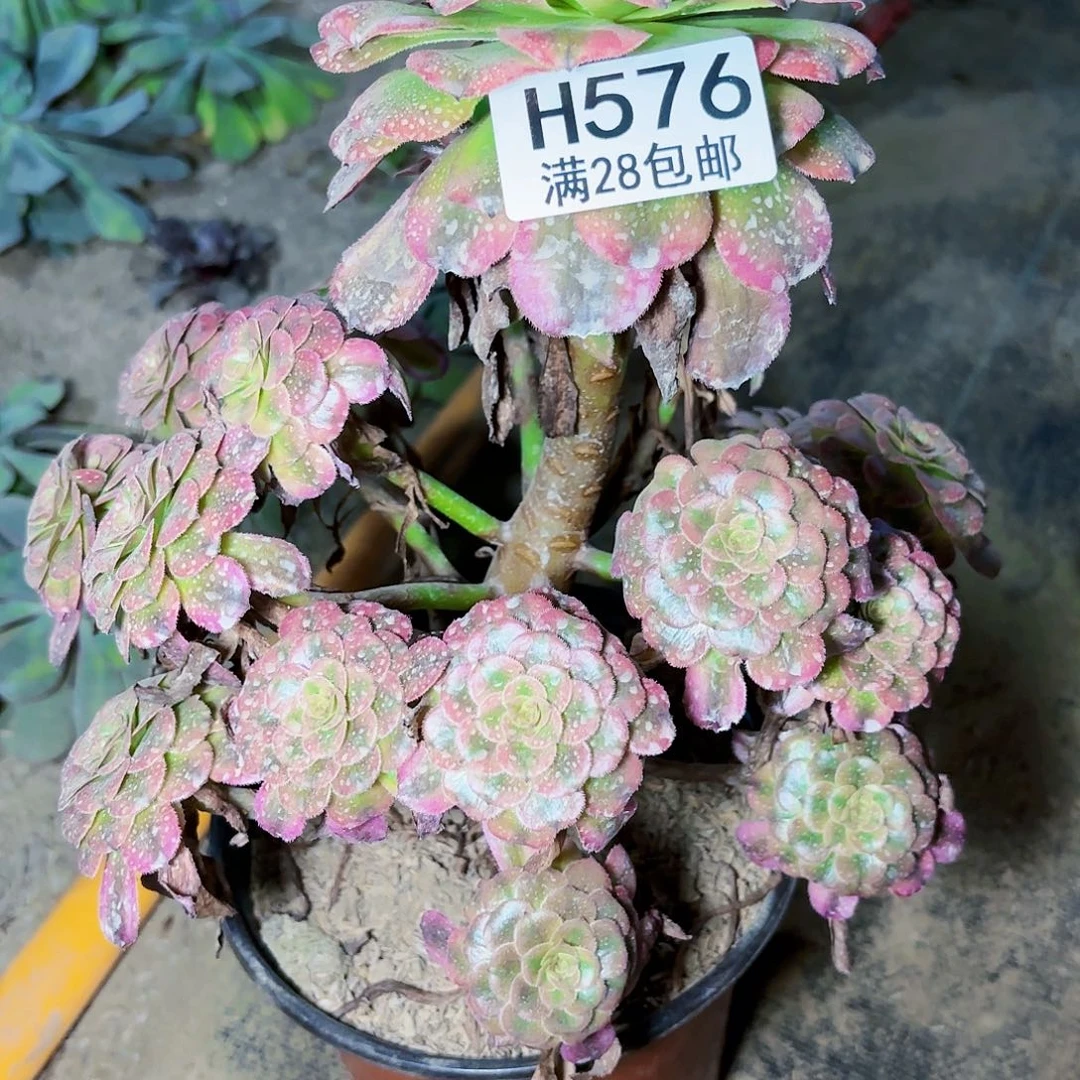 E 576号月蝉多肉