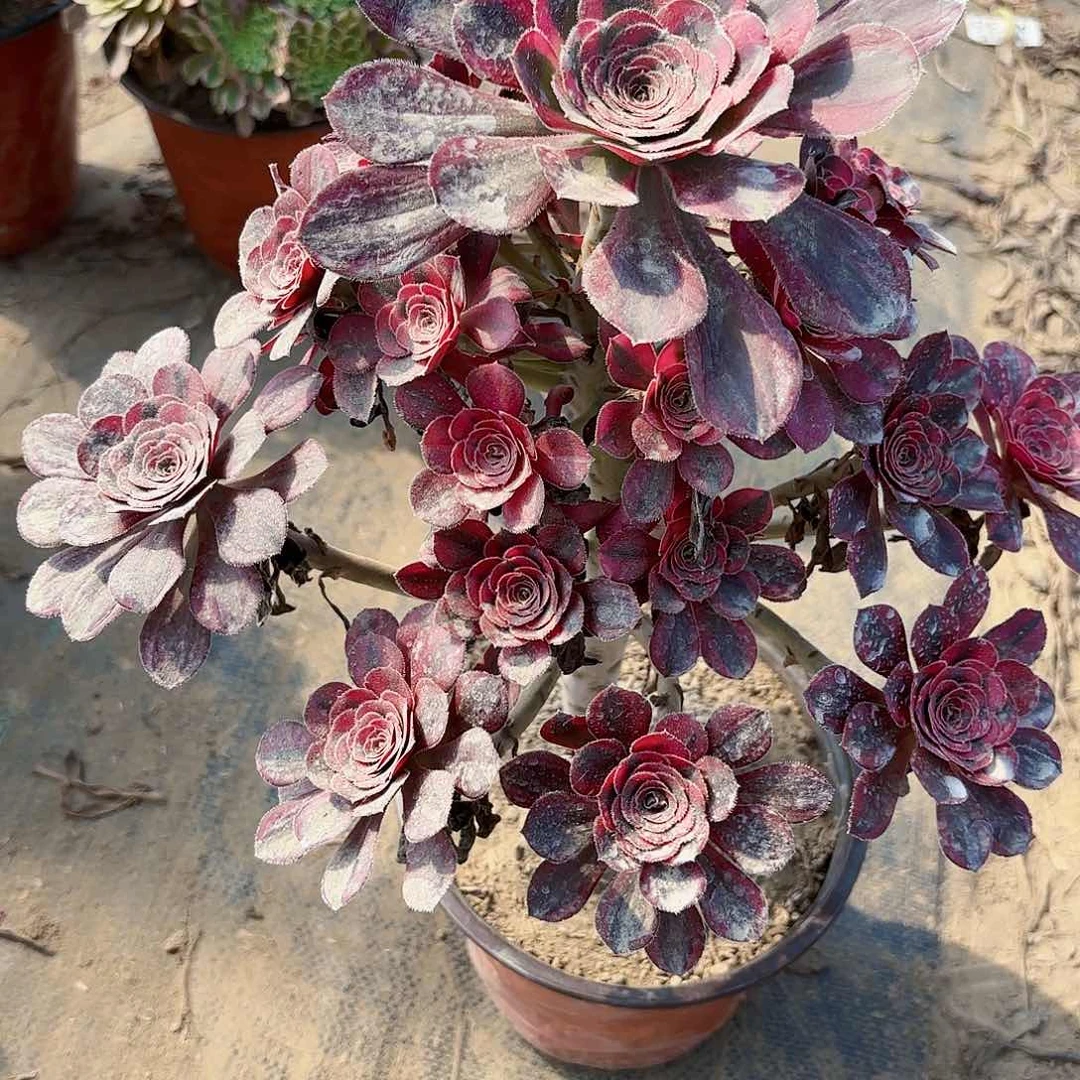 用****然N.     862香奈儿多肉