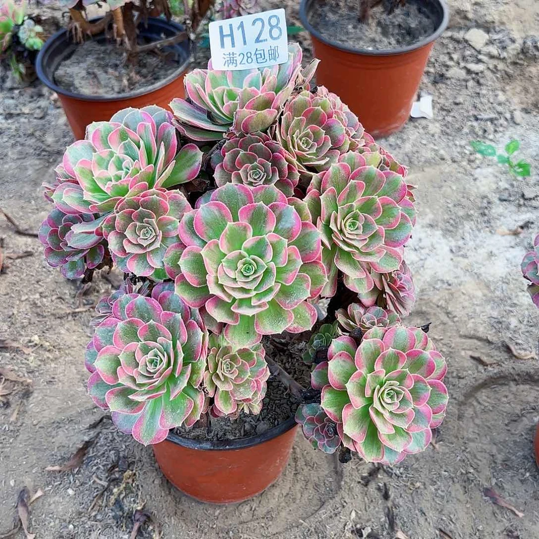 ❄️***O.  128安娜多肉