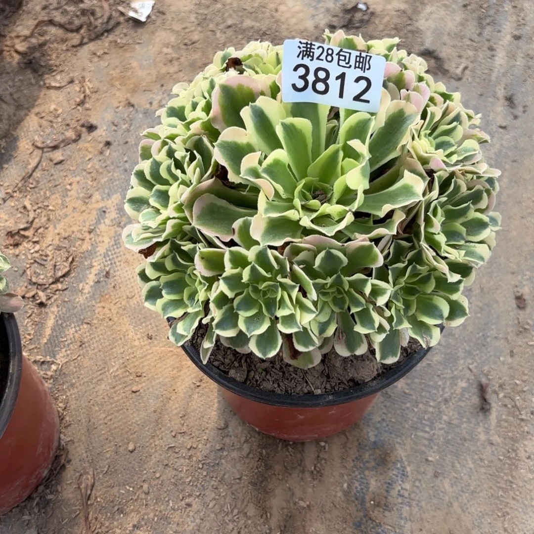 G.   3812白凤多肉