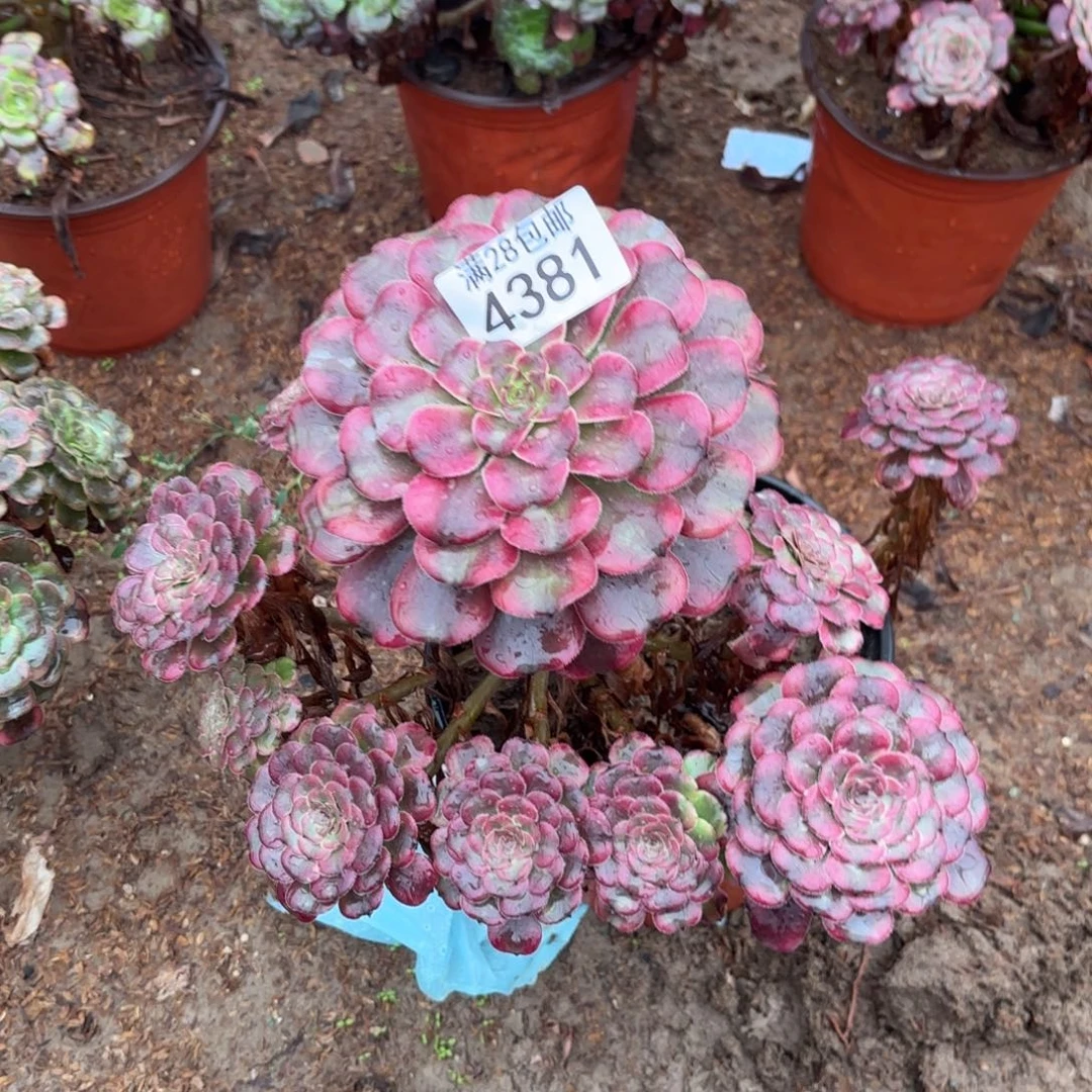 P. 4381维纳斯多肉