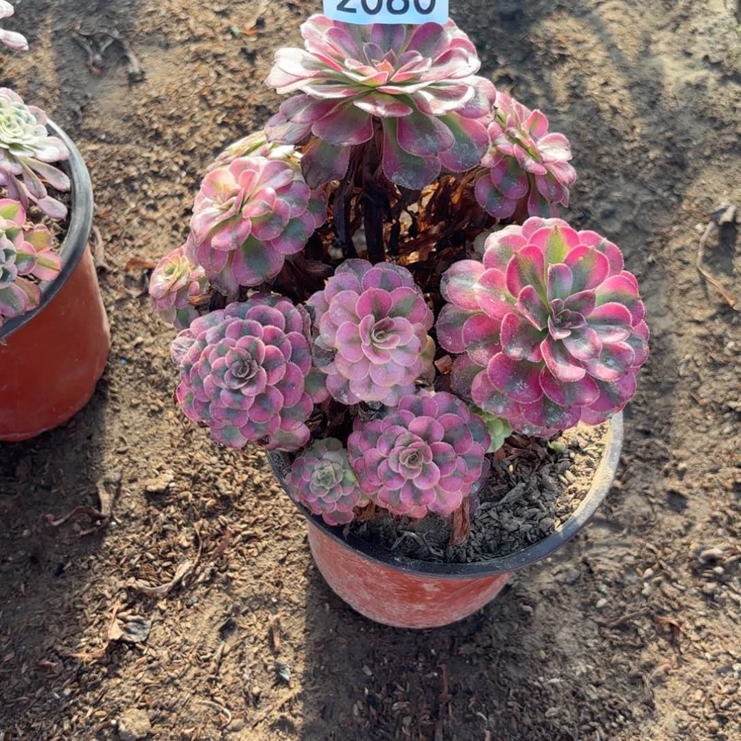 X.  2080月产多肉