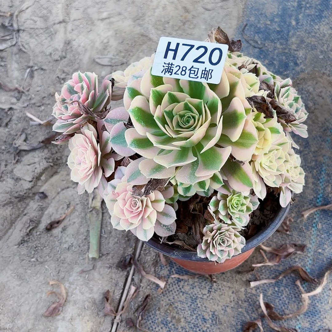 ?***?X.   720女巫多肉