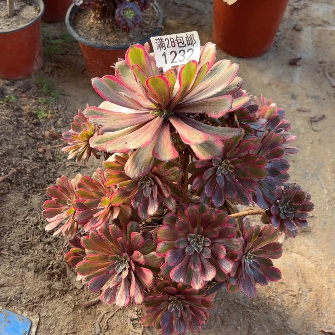 K. 1232紫霞仙子多肉