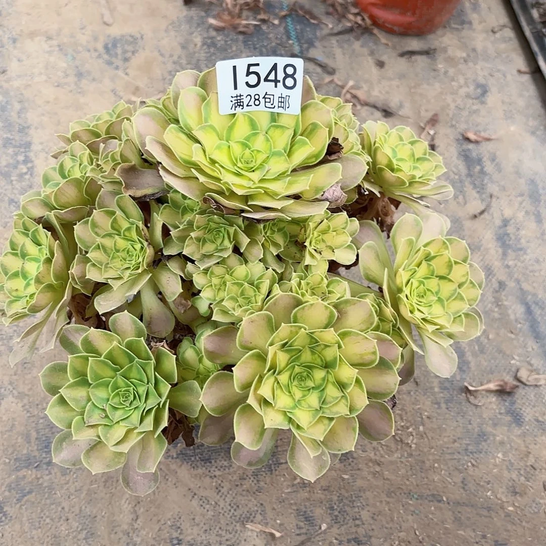 E.      548少多肉