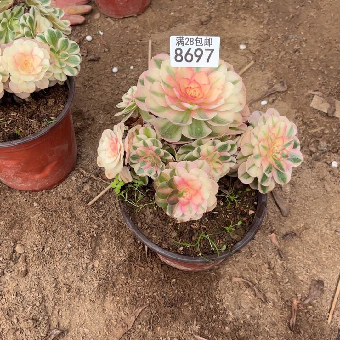 A. 8697妖妆倾城多肉