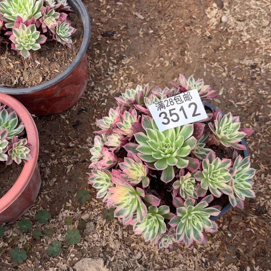 雅*E.  1512凤凰超白多肉