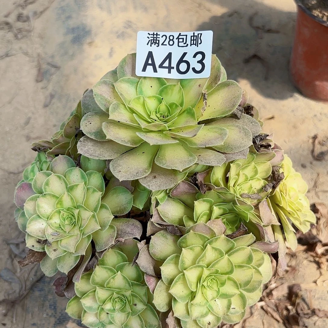 N.    463少华多肉