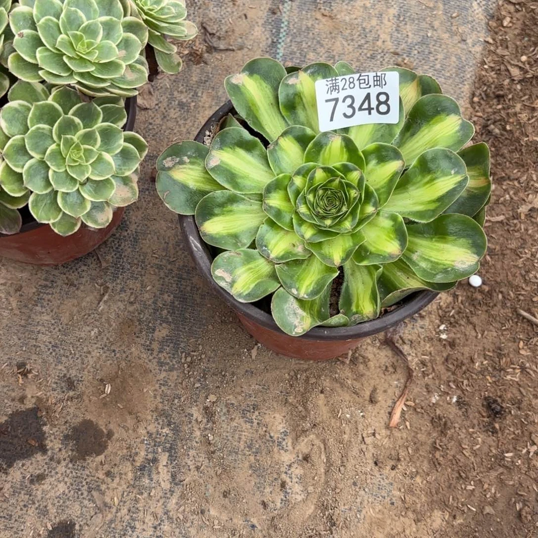 B. 7348暴君多肉