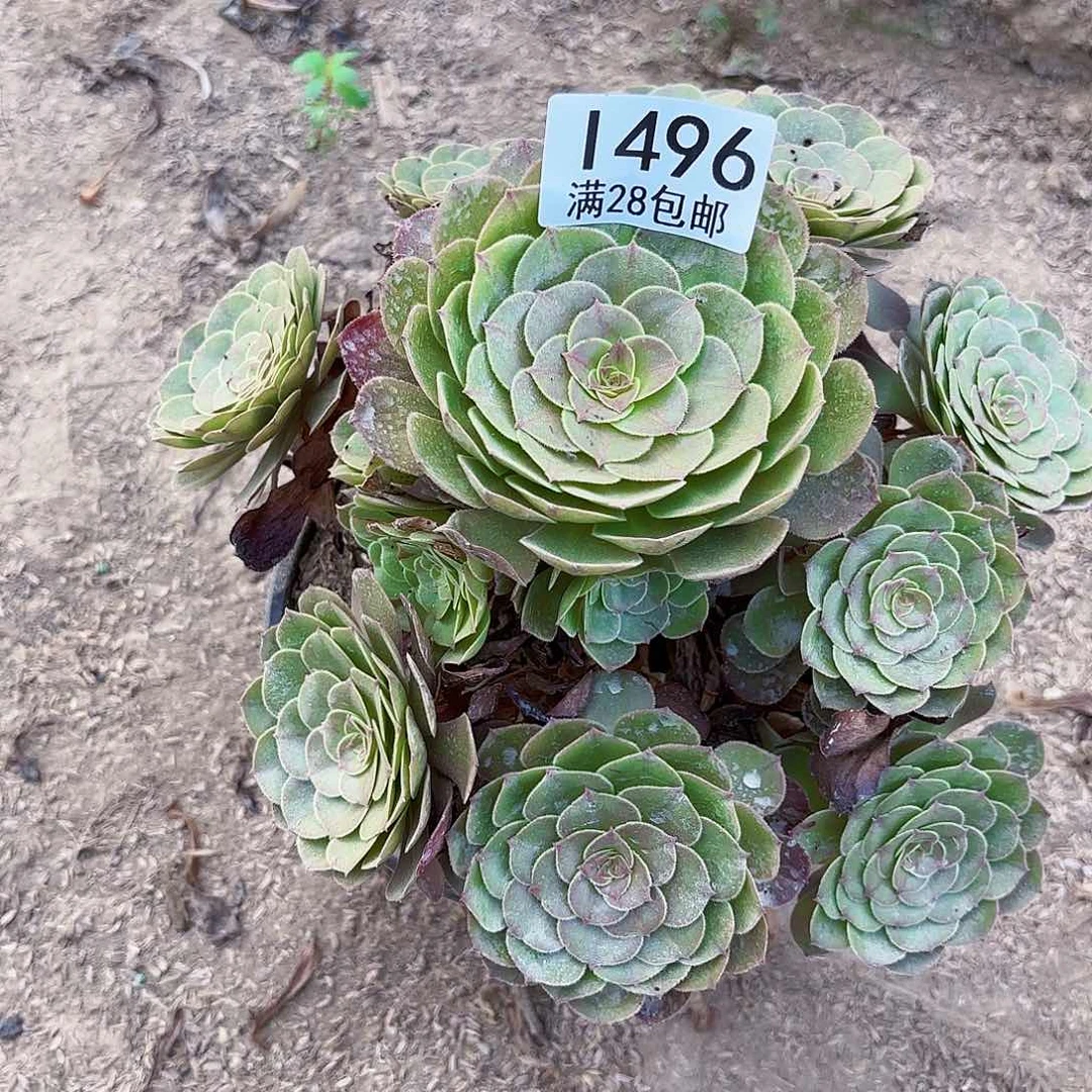 Q. 496抹茶多肉