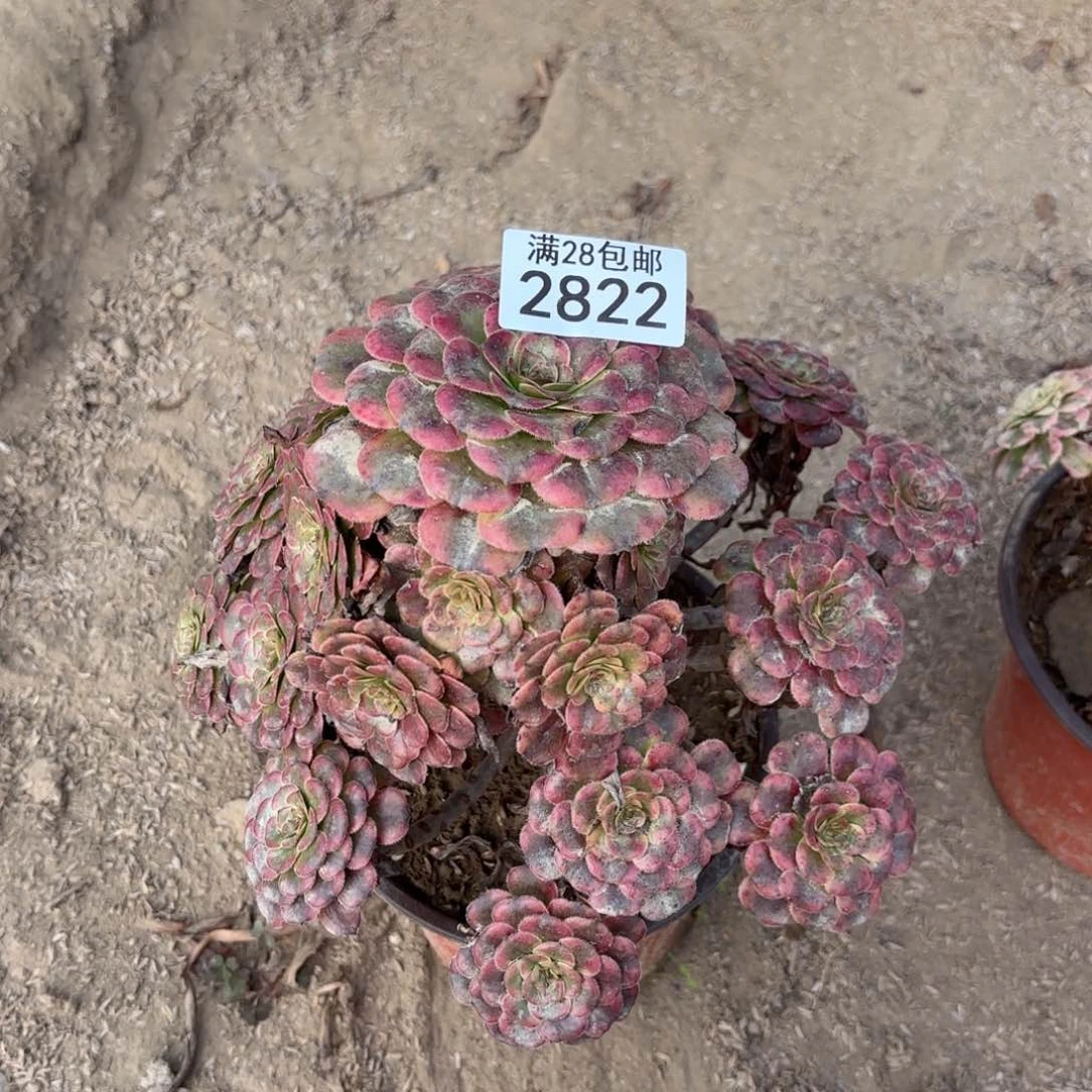 Q.  2822处理多肉维纳斯