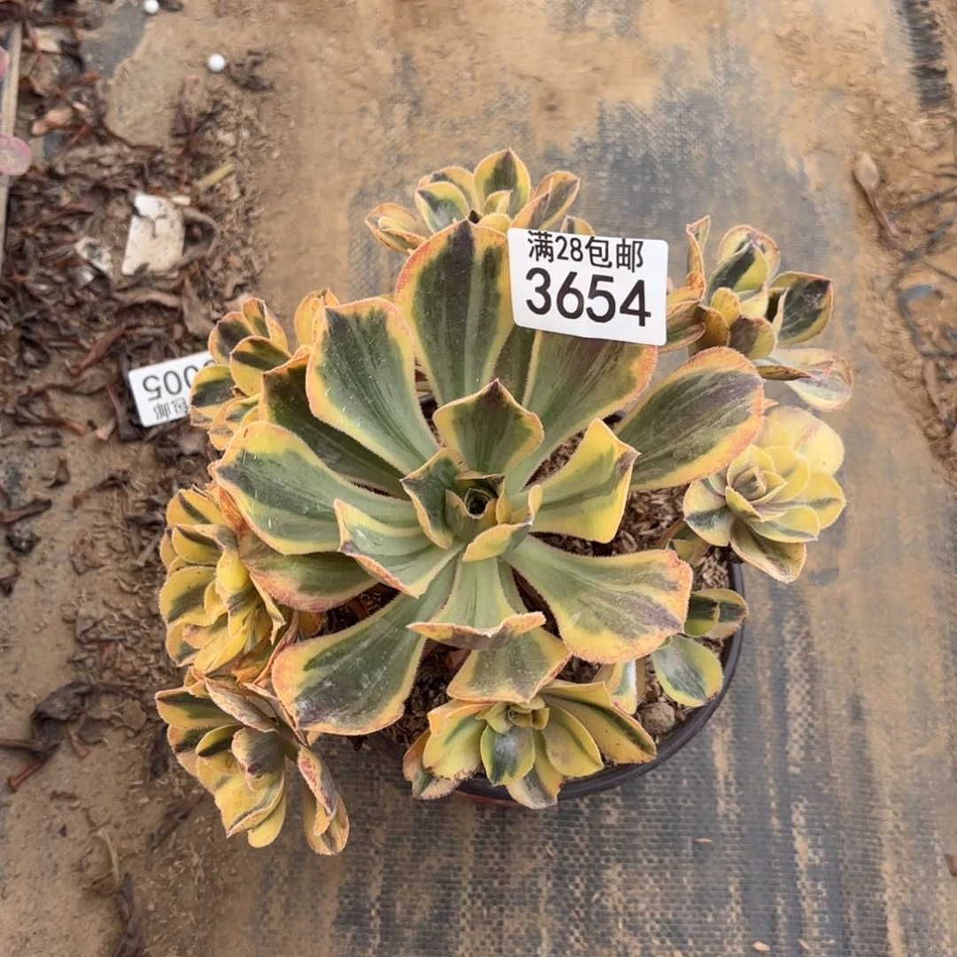 P.  3654青花瓷多肉