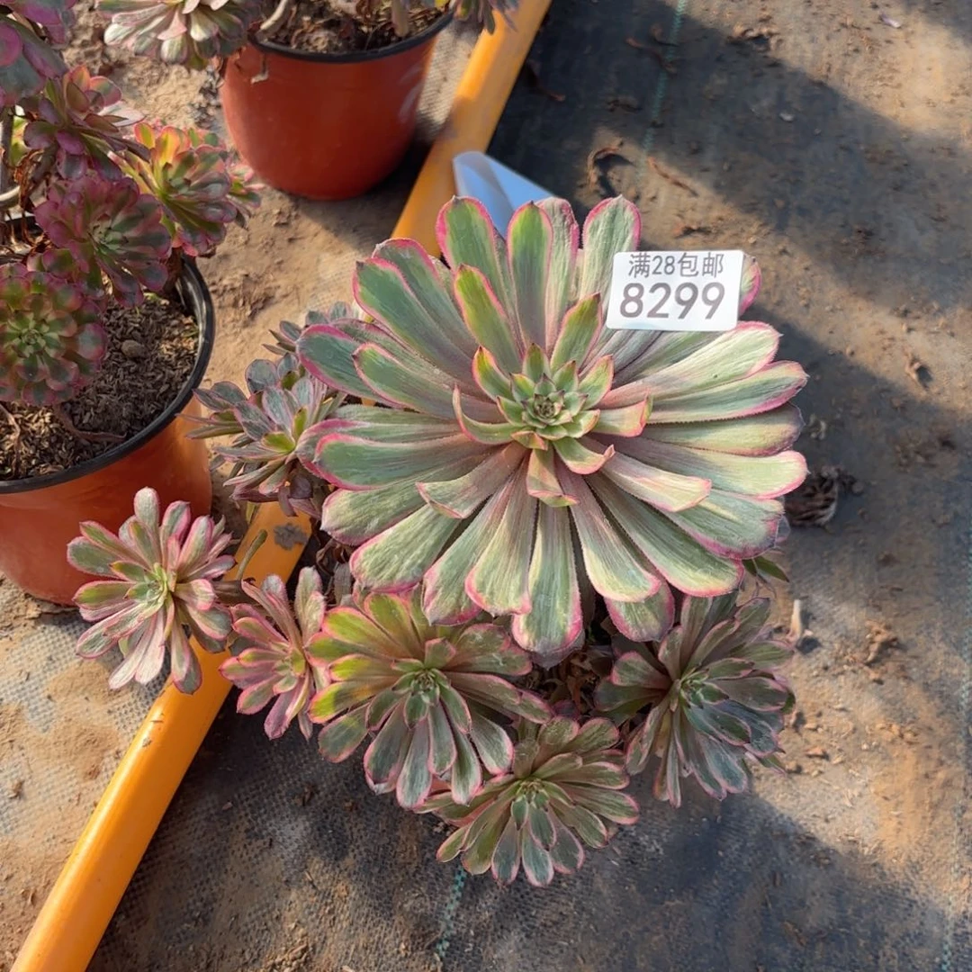 O. 8299紫霞仙子多肉