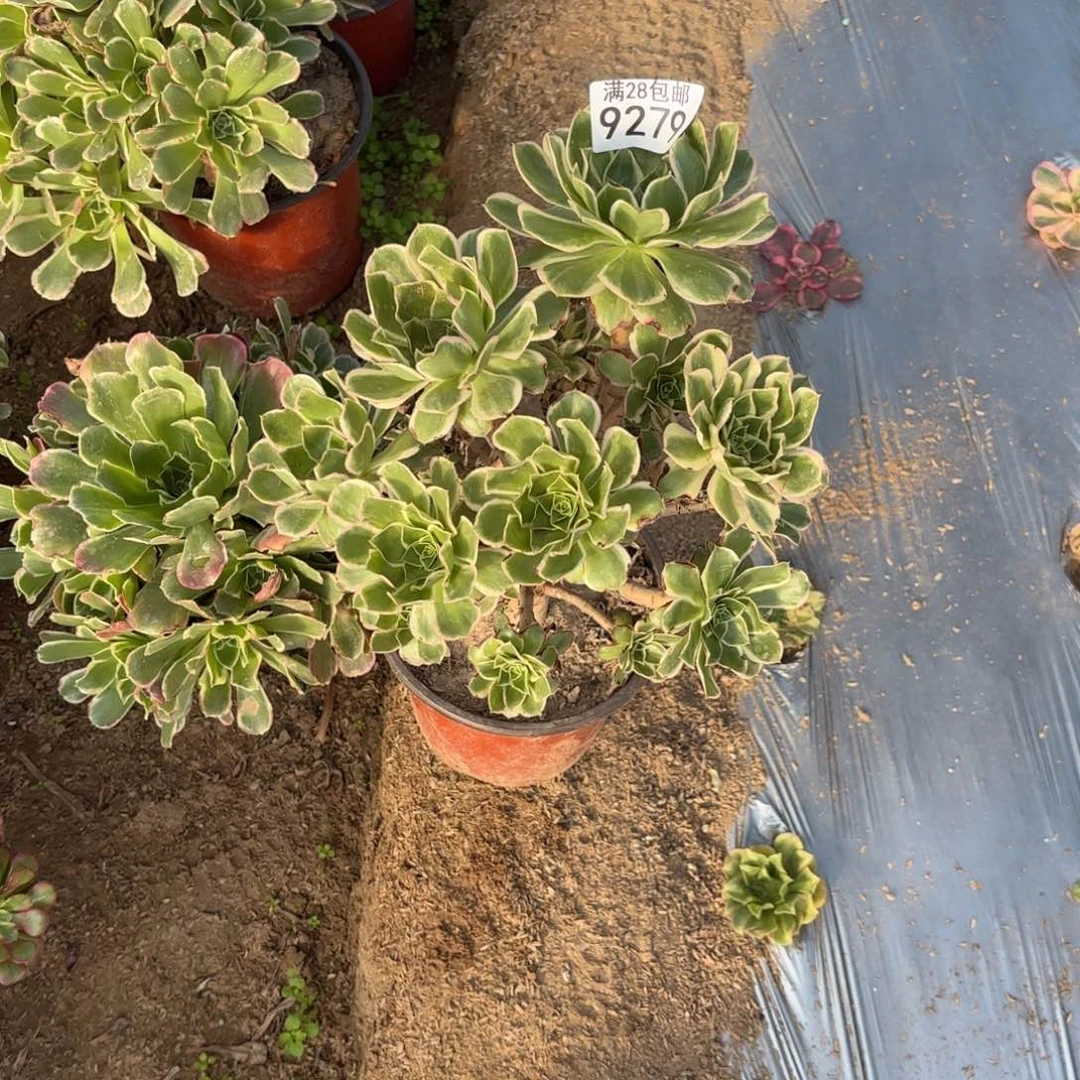 X.  9279绿玫瑰白