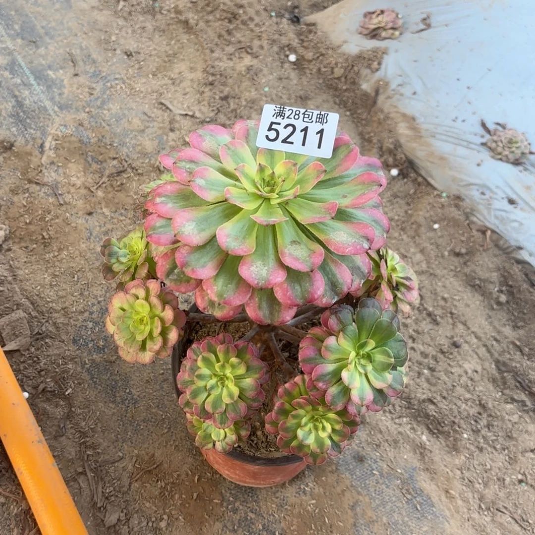 Q. 5211大波浪多肉