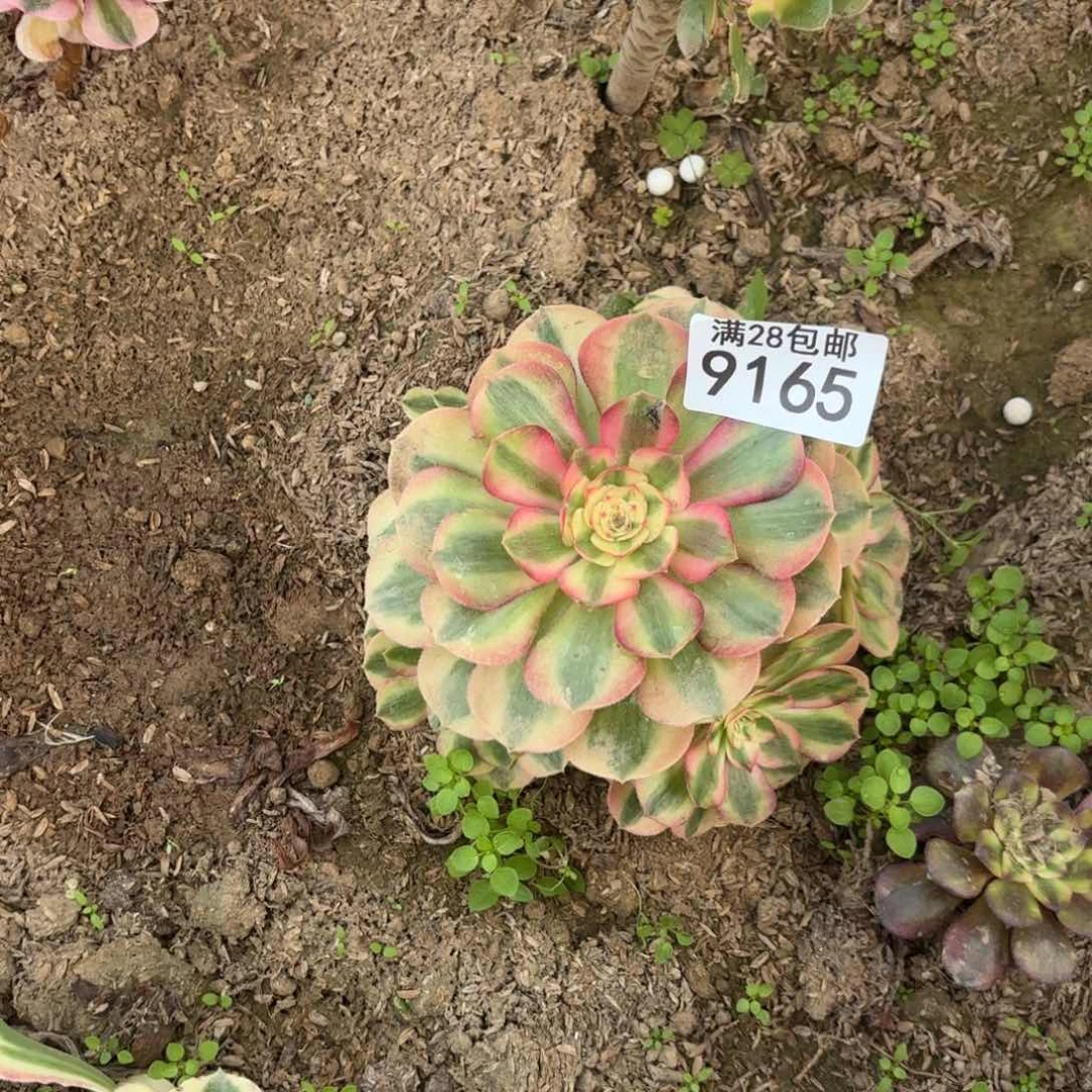 随****2X.  916 5万白多肉