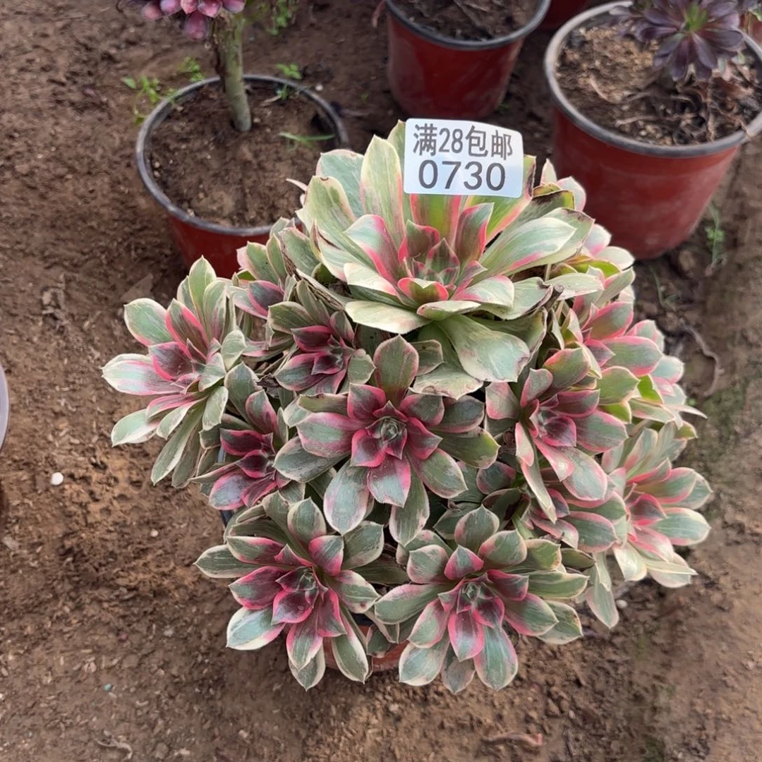 A.  0730浣纱多肉