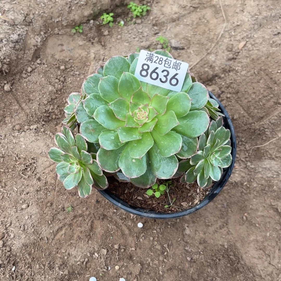 A. 8636莲花做多肉