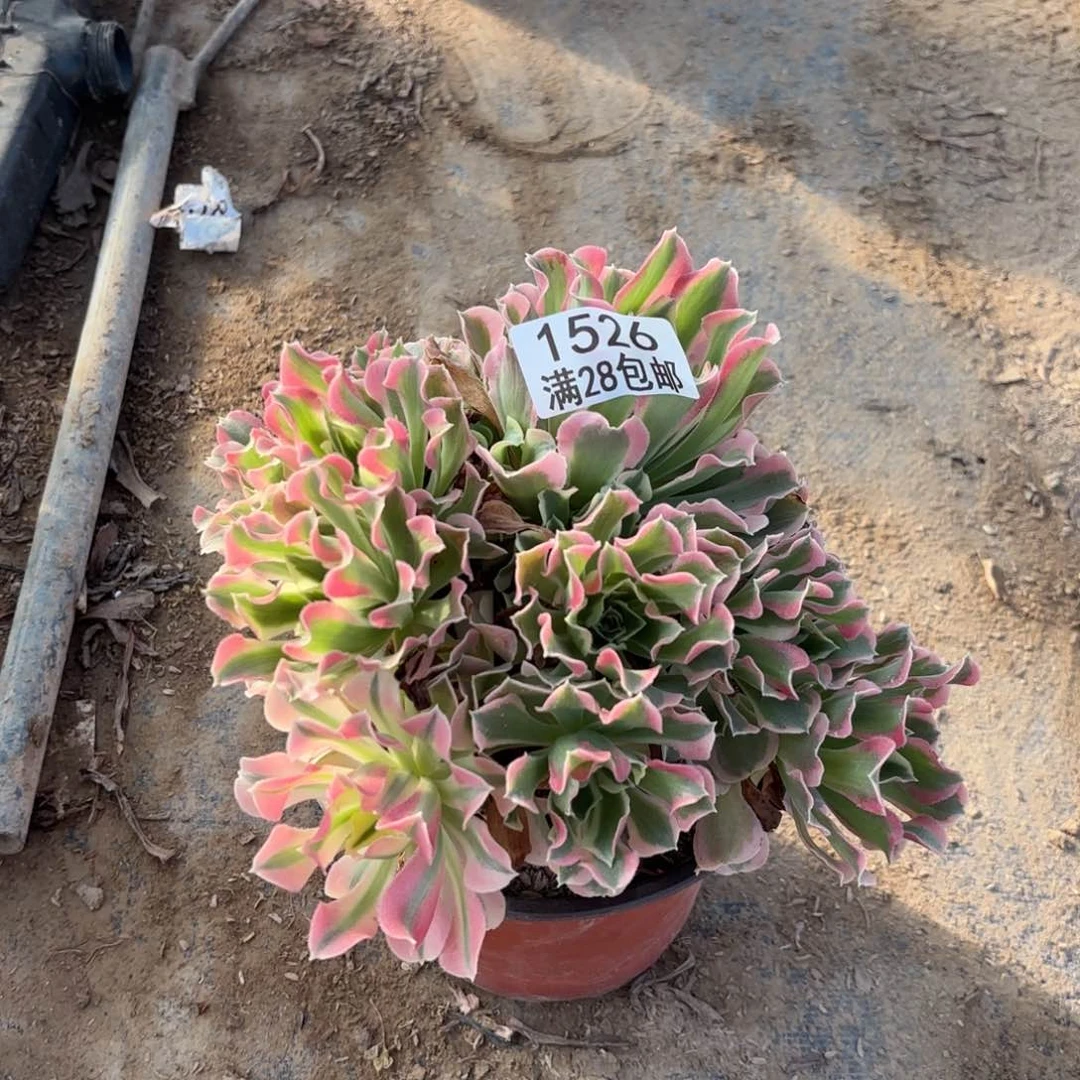 X. 1526绿体女巫多肉