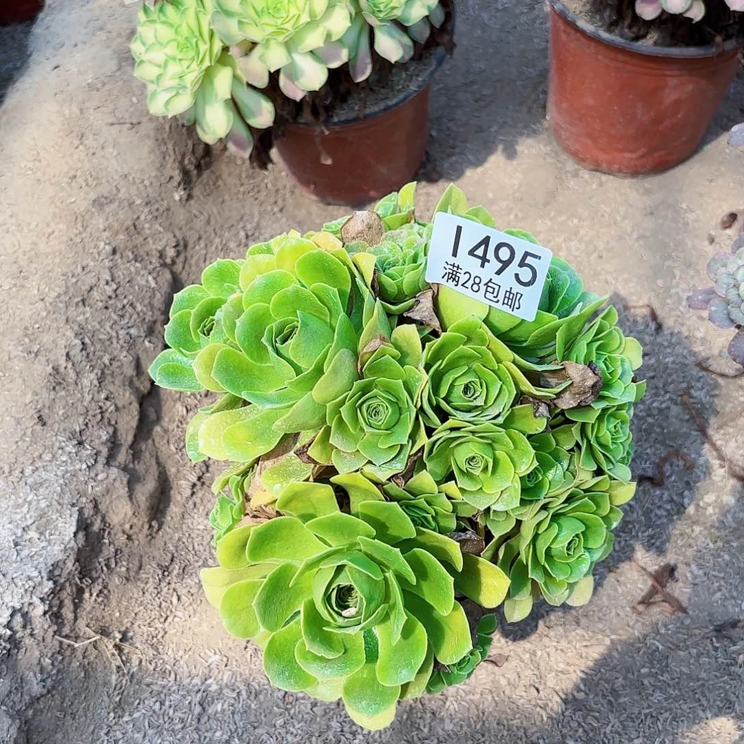 Q.     495哨修多肉