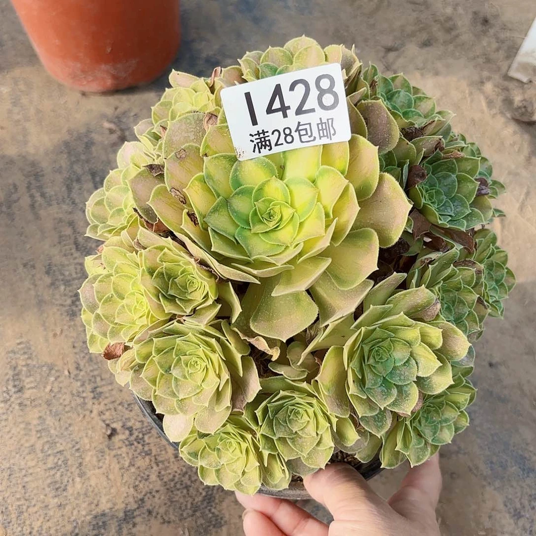 V.  428少华多肉