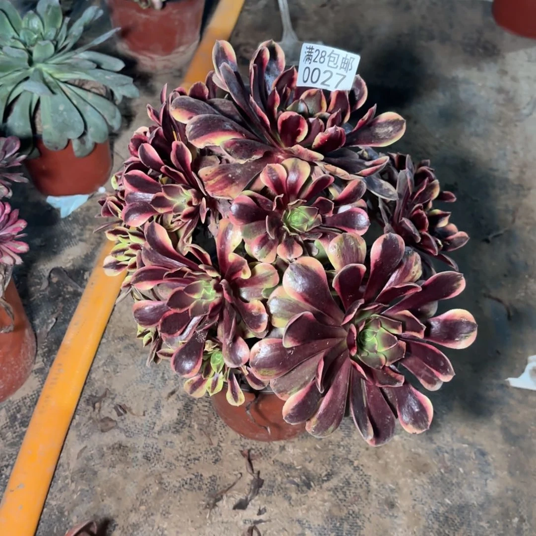 Q. 0027处理欧佳丽多肉