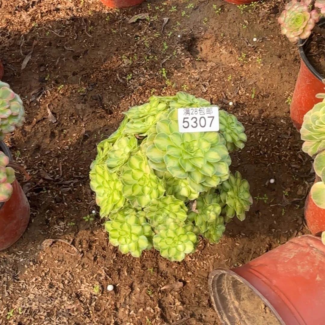 N. 5307少华多肉法师(