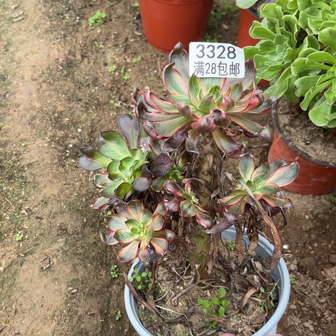 用****9K. 3328火凤多肉