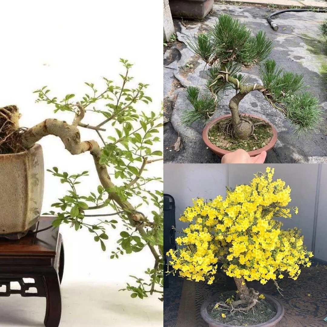 盆景一物一拍链接