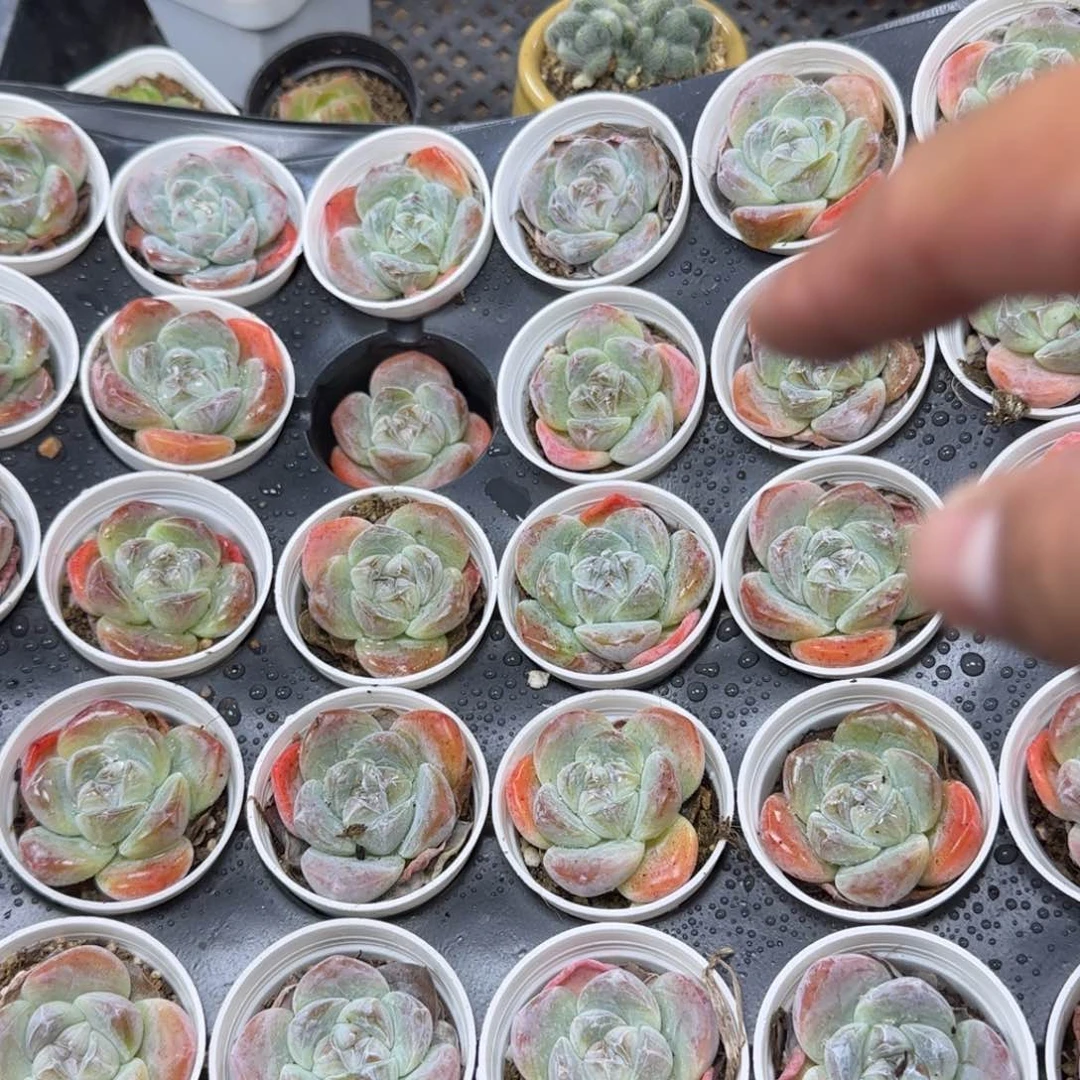 陈宸多肉冰玉单头