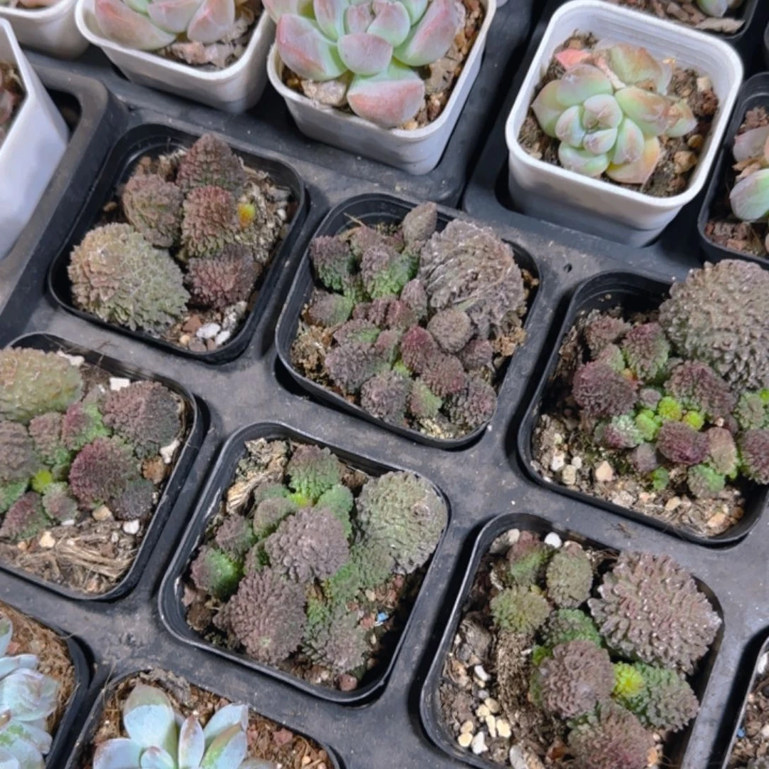 陈宸多肉朱子玉大叶