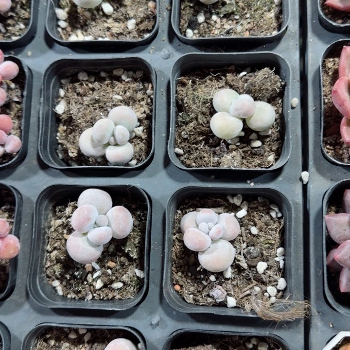 陈宸多肉奶酪单双