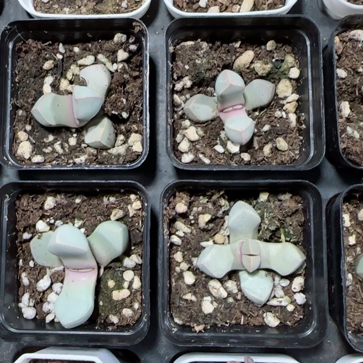 陈宸多肉魔玉单头