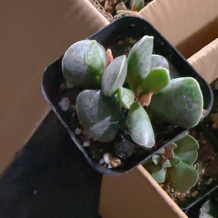 陈宸多肉水泡蛋蛋