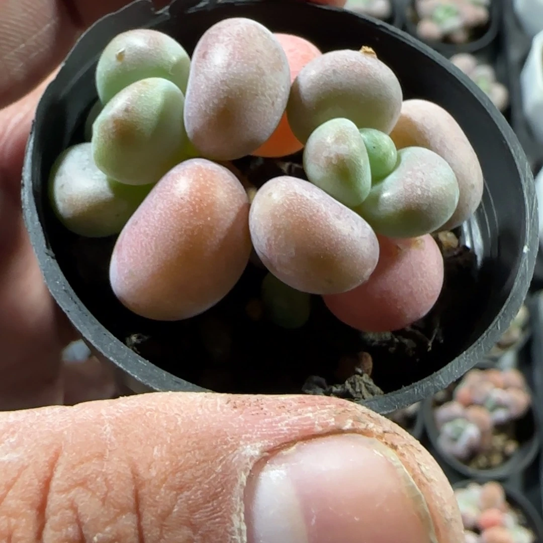 陈宸多肉洛神奶酪