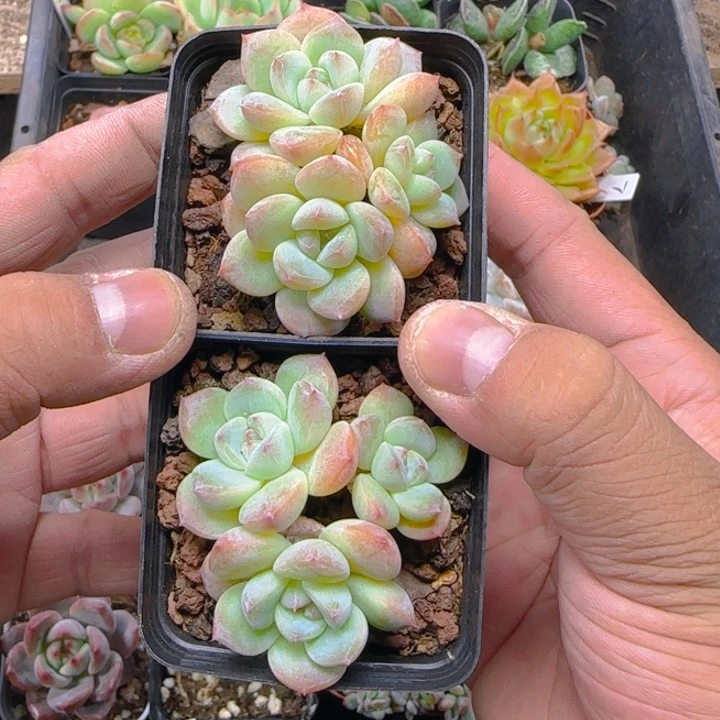 陈宸多肉白冰群生