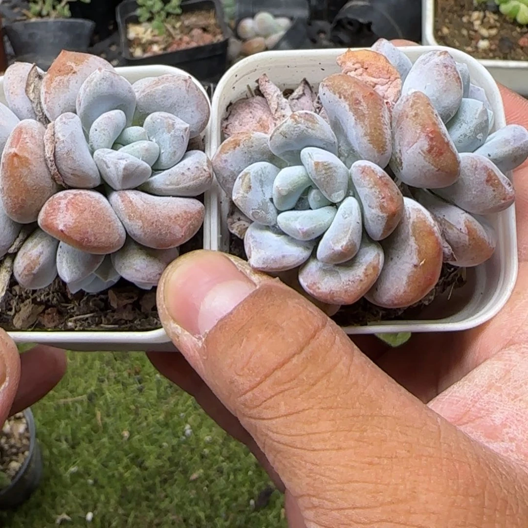 陈宸多肉桃霜双头