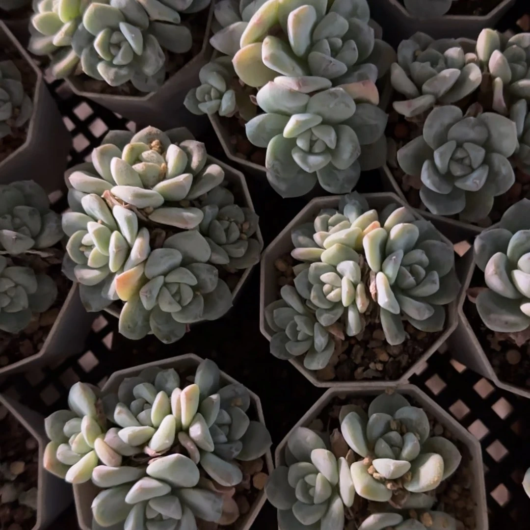 陈宸多肉4头冰玉