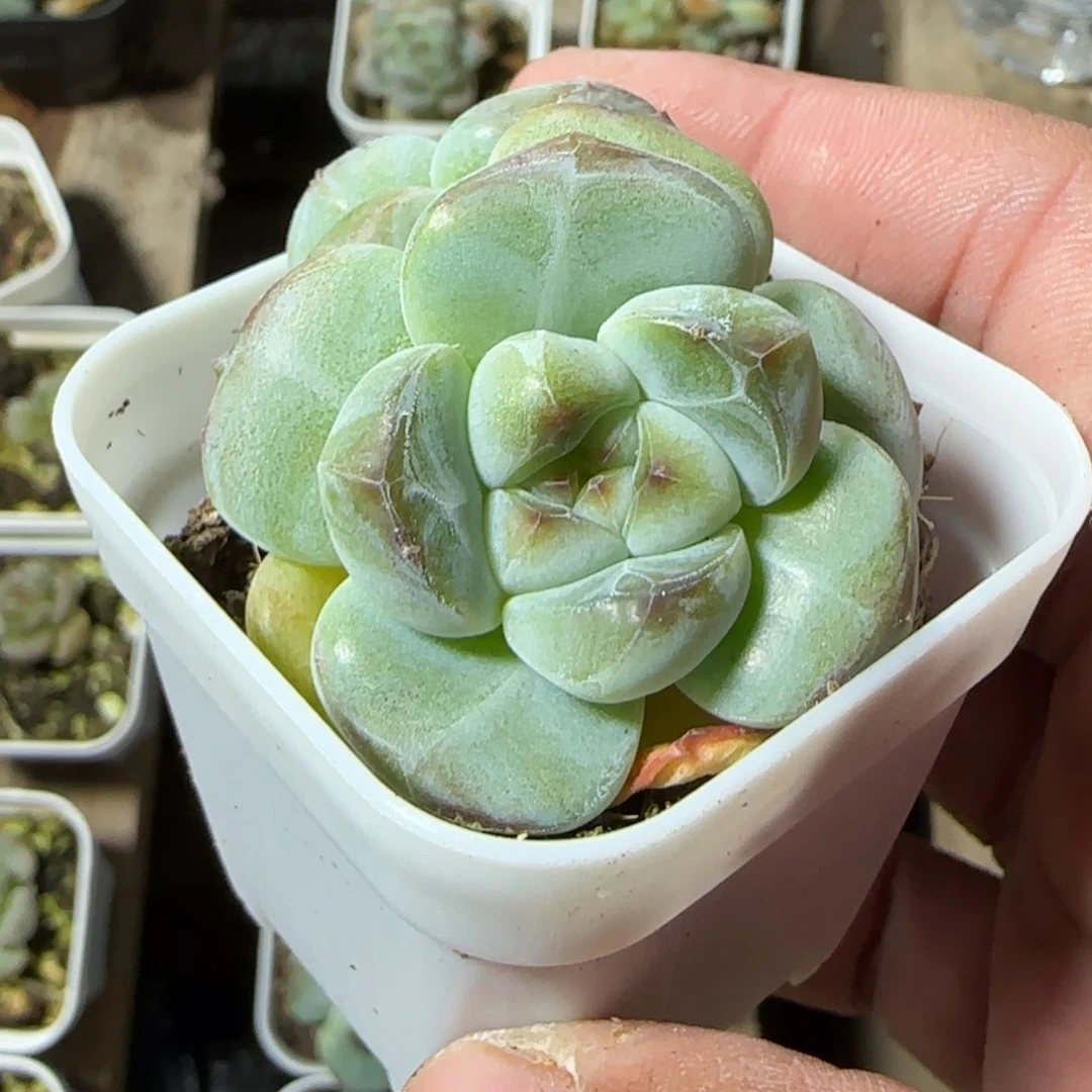 陈宸多肉厚梦超肥