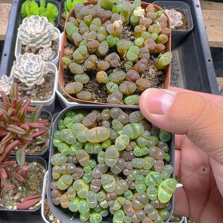 陈宸多肉 风铃一盆